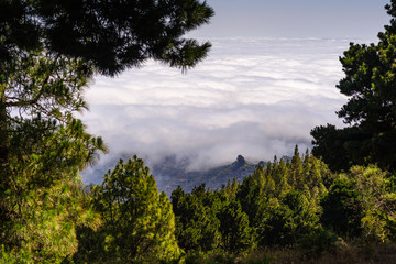 Obraz na płótnie Canvas Blick über die Wolken, Kiefernbäume im Vordergrund, Gran Canaria