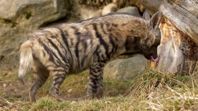 Striped hyena (Hyaena hyaena)