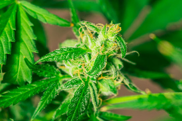 buds of medicinal marijuana. Concepts of legalizing herbs weed, buds cannabis sugar trichomes cbd...
