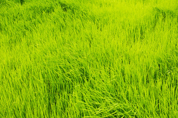 Green grass natural background. Top view