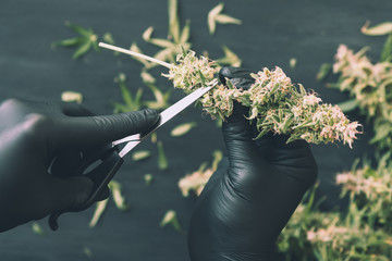 A man grower is Trimming fresh harvest cannabis buds. marijuana close up, top view frosted blue