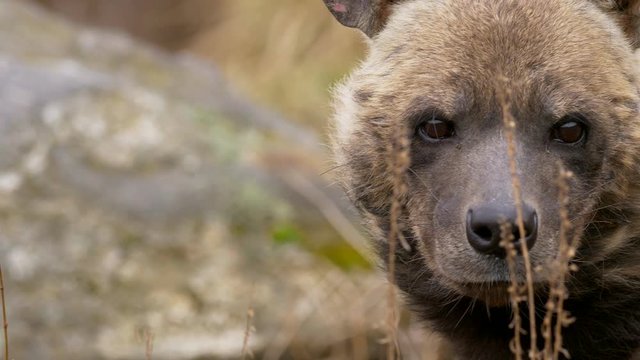 Striped hyena (Hyaena hyaena) portrait