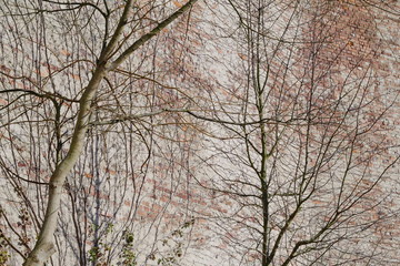 Young deciduous trees with brick wall.