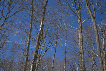 Trees 4