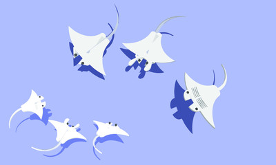 a crownd of stingray in pale blue sea swiming in a sunny day