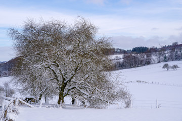 Einsamer Baum in schneebedeckten Feldern