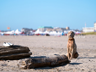 Fototapeta na wymiar Dog labrador sits on the coastal sand guarding his owner shoes