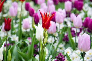 Colorful tulips in the park. Spring landscape