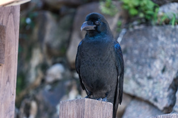 A bird crow