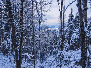 Winter forest on the snowy mountains in Fussen, Germany