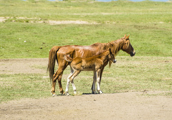 A mare and a colt on the grassland