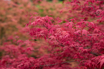 Red Fall Leaves, Japanese Maple with blurry background
