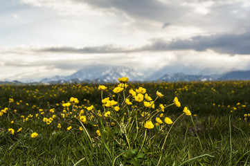 Blooming flowers at the grassland
