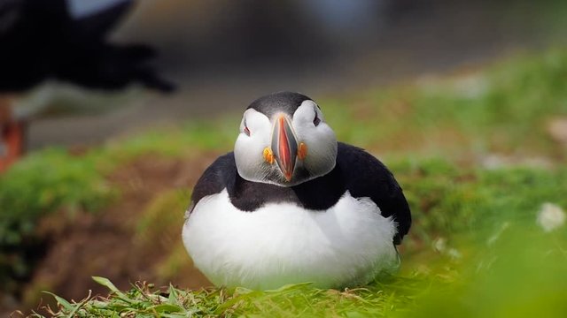 A little chubby bird resting on the green grass. Cute atlantic puffin looking around and squinting into the sun at Lunga Island, west of Isle of Mull in Scotland. Handheld shot in slow motion.
