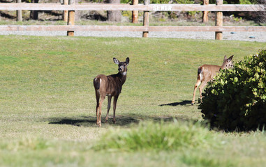 Blacktailed Deer Looking Back