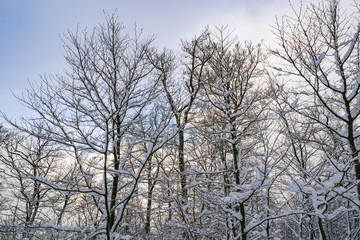 Fototapeta premium Mit Schnee bedeckte Bäume vor einem bewölkten Himmel, Sauerland, Deutschland