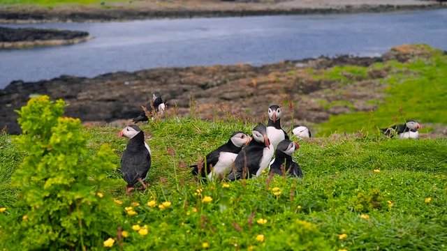 Carefree puffins on Lunga Island, Treshnish Isles, west of Isle of Mull, Scotland. Slow motion handheld shot of curious seabirds standing on the green grass. Sea is visible in the background.