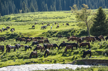 A herd of horses graze at the grassland