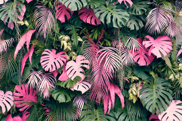 Tropical trees arranged in full background Or full wall There are leaves in different sizes, different colors, various sizes, many varieties. Another garden layout.as background with copy space. - obrazy, fototapety, plakaty
