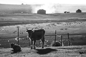 Cattle at the grassland