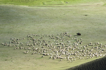Sheep graze in the grassland of Xinjiang