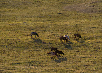 Horses at the grassland at dusk, Xinjiang of China