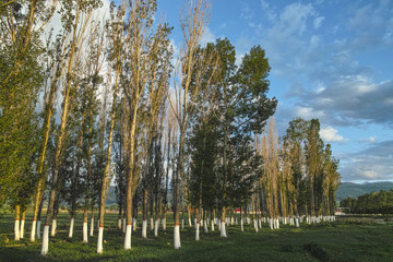 Poplar plantation, Xinjiang of china
