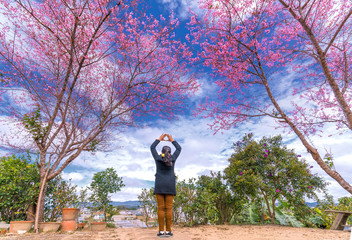 Da Lat, Vietnam - January 14, 2018: The girl's outstretched arms to receive apricot cherry blossom season flamboyance welcome spring in the highlands near Da Lat, Vietnam