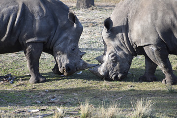 Naklejka premium photo of the two brothers rhino playing