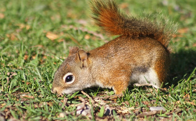 Naklejka na ściany i meble The RED SQUIRREL searching through the grass looking for food 