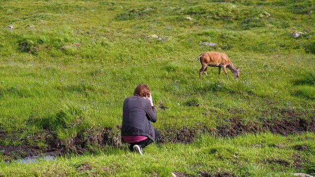 Tourist with a camera taking multiple photos of wildlife. Young female red deer eating green grass on a sunny summer day in Glencoe, Highland, Scotland. Handheld shot in high frame rate.