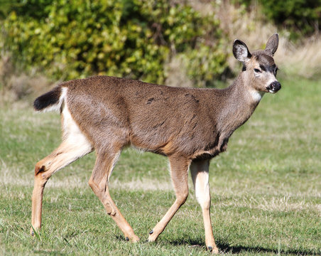 Black-Tailed Deer Walking on Green Lawn