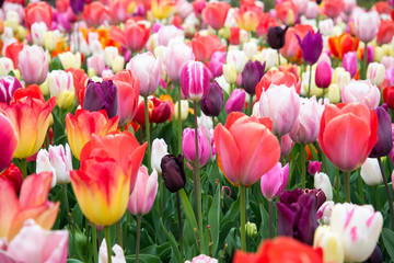 Beautiful tulips in the garden