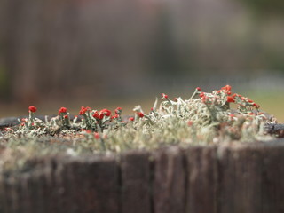 Plant