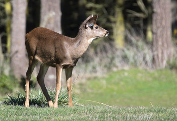 Naklejka na ściany i meble Profile of a Blacktail Deer