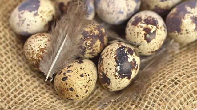 Uncooked quail eggs and bird quills on burlap cloth. Rotating and closeup