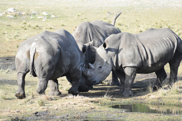 Fototapeta premium photo of the brothers rhino paying head to head