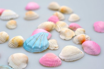 貝殻./パステルカラーにコーティングされた貝殻です.
