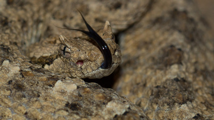 Crotalus cerastes
