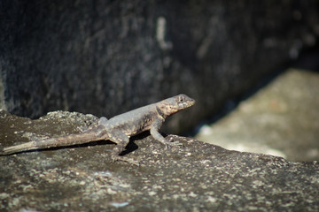 beautiful lizard 