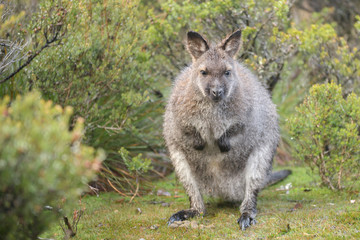 Australian wallaby outdoors during the day.