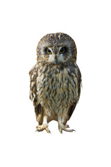 Close up portrait of Owl with big eyes isolated on white background.