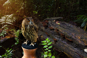 The Owl with big eyes on brown pillars with tree and nature environment background.