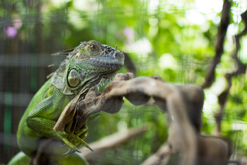 Close up portrait of green iguana chameleon relaxation on timber wood with tree blurred background.
