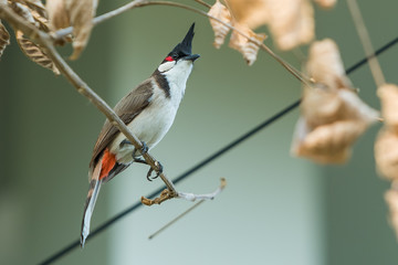 The red-whiskered bulbul or crested bulbul, is a passerine bird found in Asia. It is a member of the bulbul family.