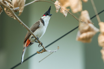 The red-whiskered bulbul or crested bulbul, is a passerine bird found in Asia. It is a member of...