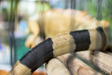 Close up portrait of skin of orange iguana chameleon tail.