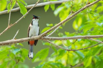 The red-whiskered bulbul or crested bulbul, is a passerine bird found in Asia. It is a member of the bulbul family.