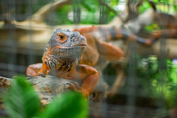Close up portrait of orange iguana chameleon relaxation on timber wood with tree blurred background.