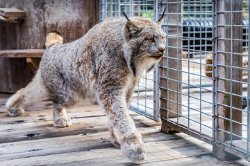 Wild Canadian lynx in a cage at a sanctuary © SvetlanaSF